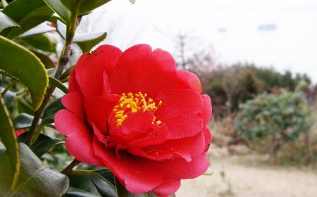 冬の花 カテゴリー 兵庫県 西播磨ツーリズム 観光ガイド 西播磨遊記