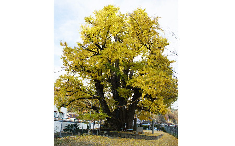 佐用町, 佐用の大イチョウ