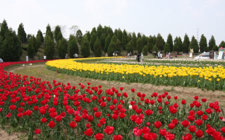 光都チューリップ園