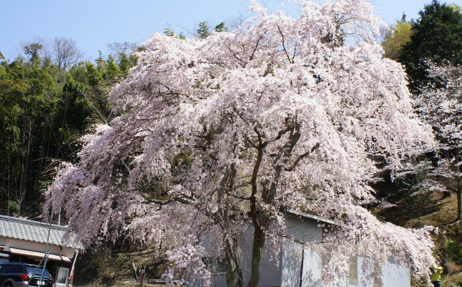 小野豆 しだれ桜 兵庫県 西播磨ツーリズム 観光ガイド 西播磨遊記